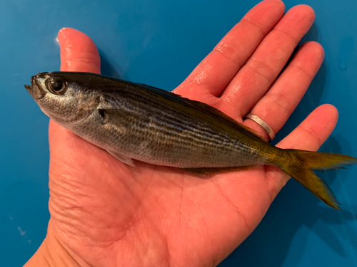 タカベの釣果