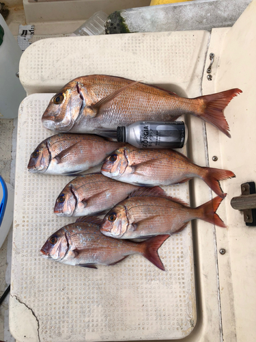 マダイの釣果