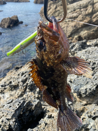 アラカブの釣果