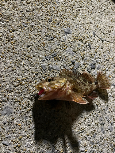 アラカブの釣果