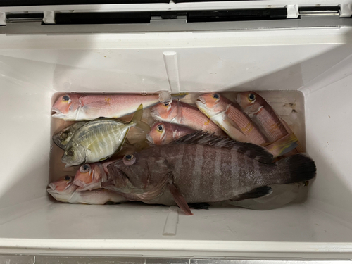 アマダイの釣果