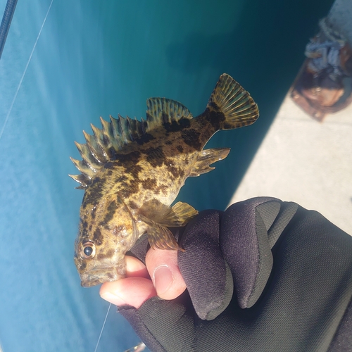 タケノコメバルの釣果