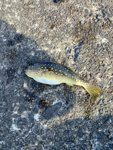 コモンフグの釣果