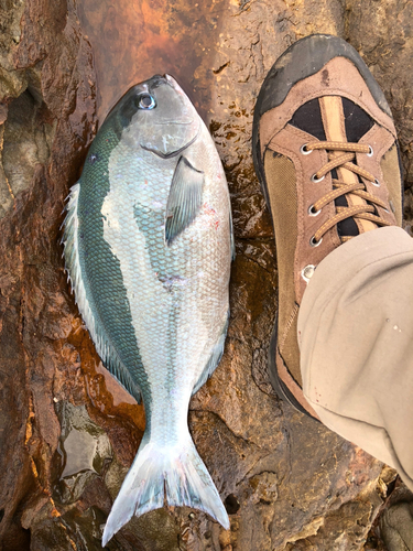 ヒブダイの釣果