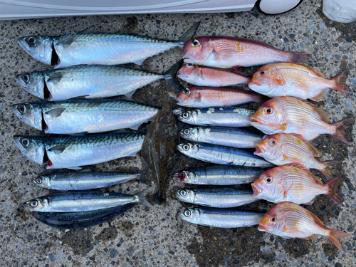 サバの釣果