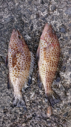 オオモンハタの釣果