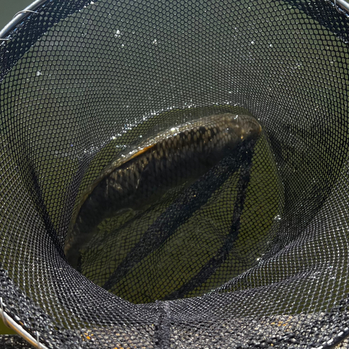 コイの釣果