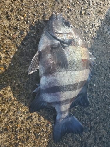 サンバソウの釣果