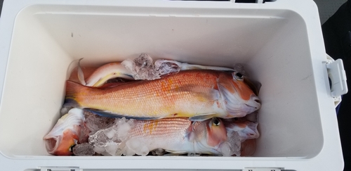 アマダイの釣果