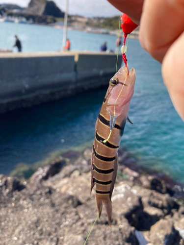 キヌバリの釣果