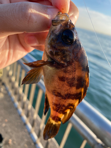 メバルの釣果