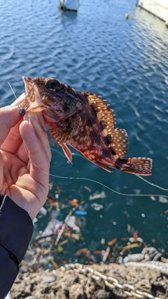 カサゴの釣果