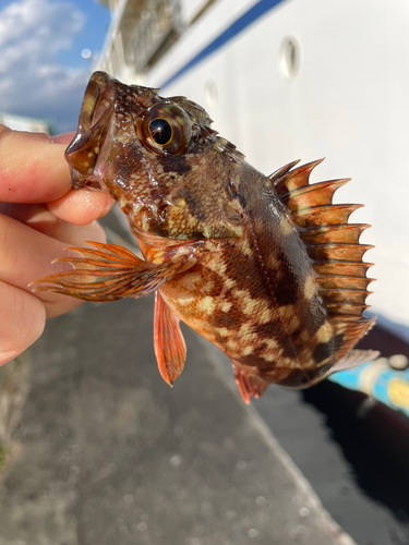 カサゴの釣果