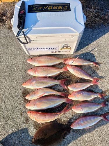 イトヨリダイの釣果