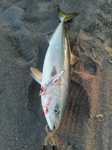 ワラサの釣果