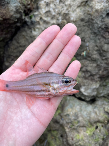 オオスジイシモチの釣果