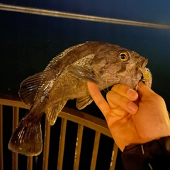 クロソイの釣果