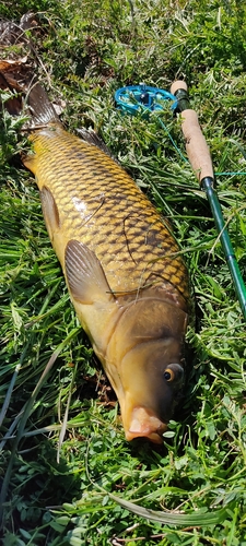 コイの釣果