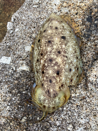 コブシメの釣果