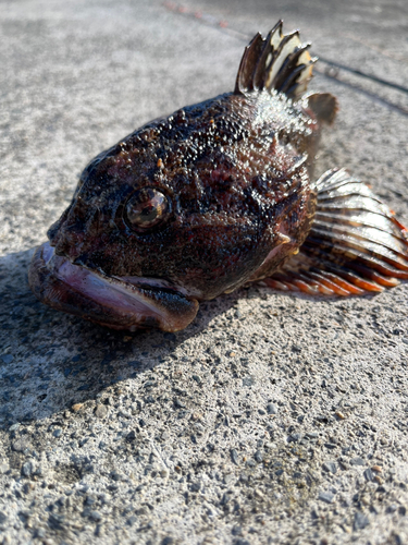 ギスカジカの釣果