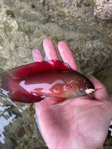 ミツバモチノウオの釣果