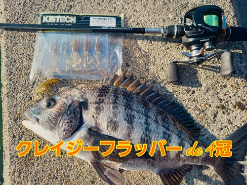 チヌの釣果