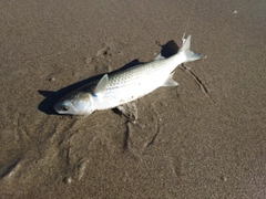 ボラの釣果