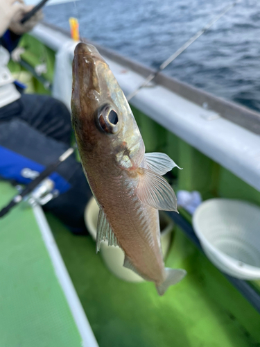 シロギスの釣果