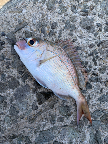 レンコダイの釣果