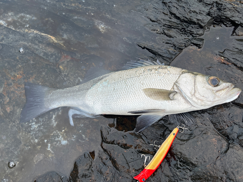 ヒラスズキの釣果