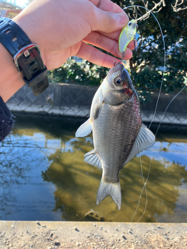 マブナの釣果