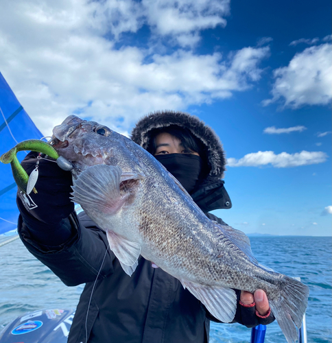 クロソイの釣果