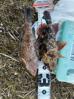 オオモンハタの釣果