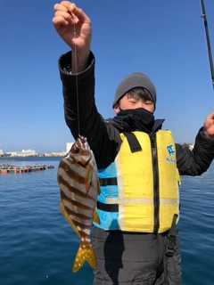 タカノハダイの釣果