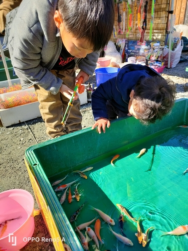 コイの釣果