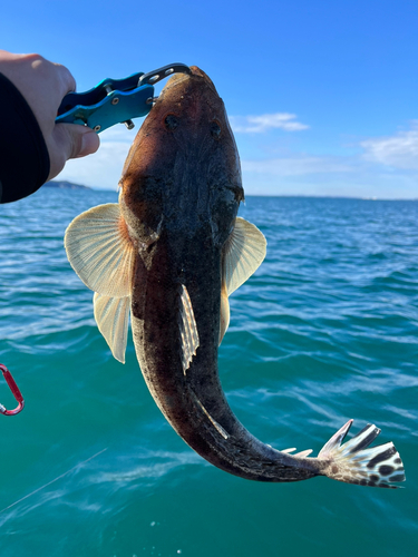 マゴチの釣果