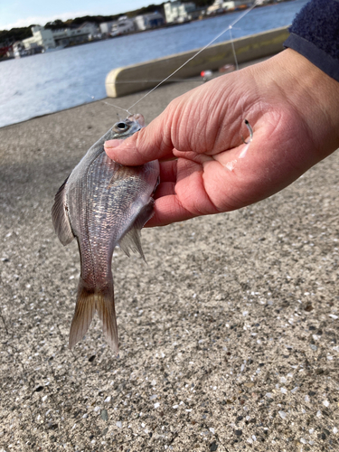 ウミタナゴの釣果