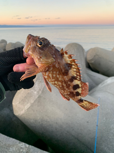 カサゴの釣果