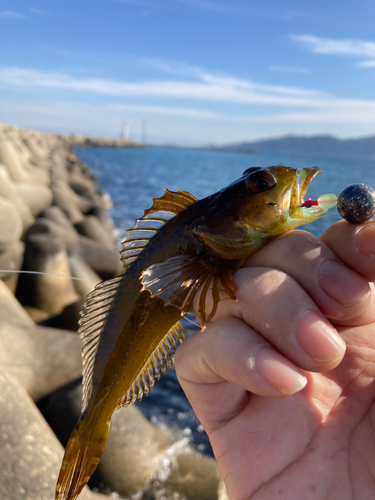 アナハゼの釣果