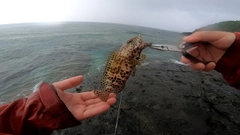 イシミーバイの釣果