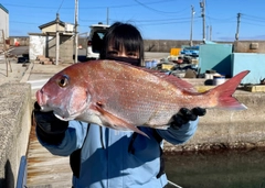 マダイの釣果