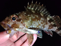 カサゴの釣果