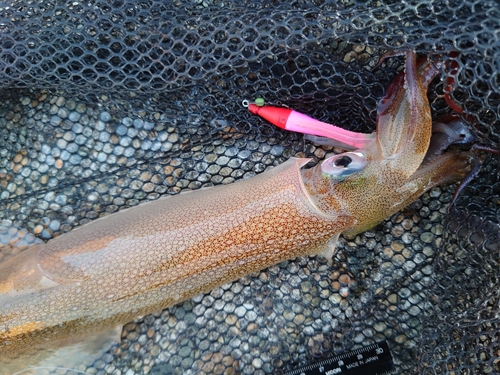 ヤリイカの釣果