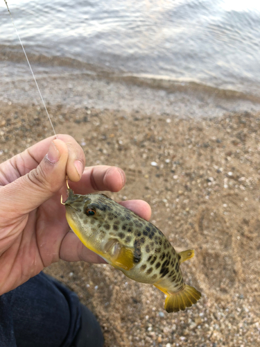 クサフグの釣果