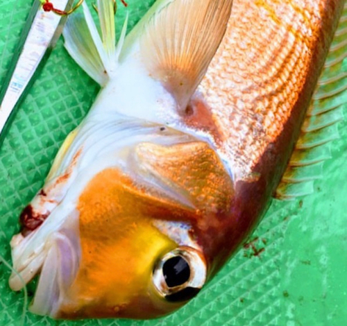 アマダイの釣果