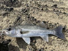 フッコ（マルスズキ）の釣果