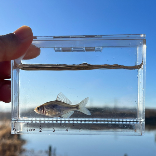 タイリクバラタナゴの釣果