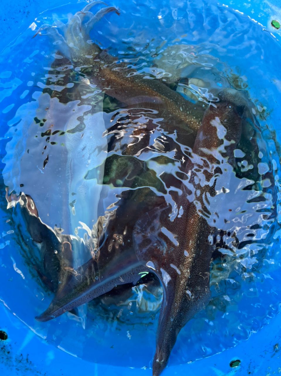 ファンタグレープさんの釣果 2枚目の画像