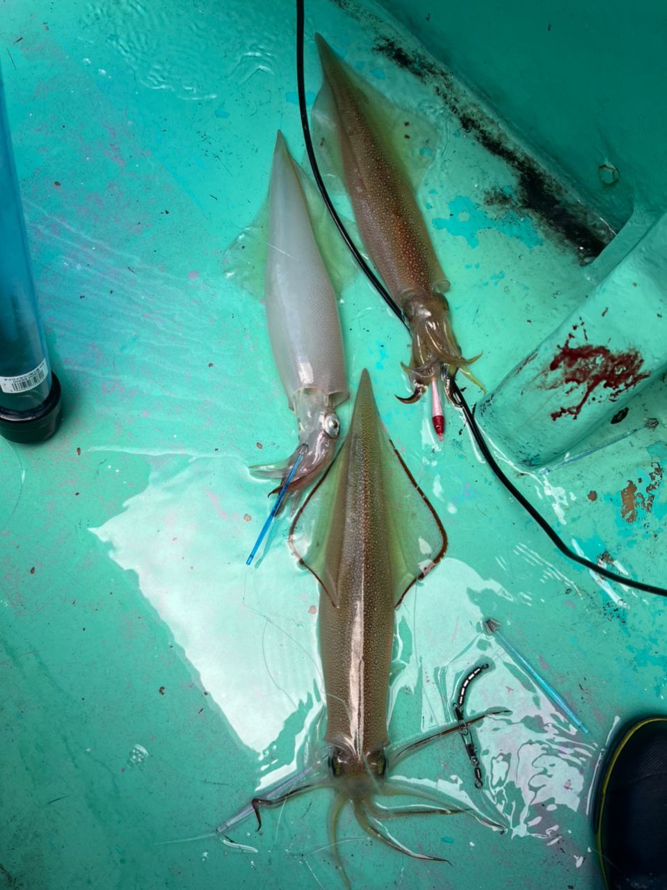 ファンタグレープさんの釣果 3枚目の画像