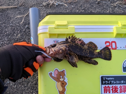 タケノコメバルの釣果